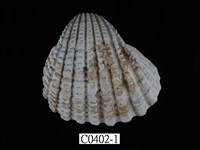 藏品(血蚶)的圖片